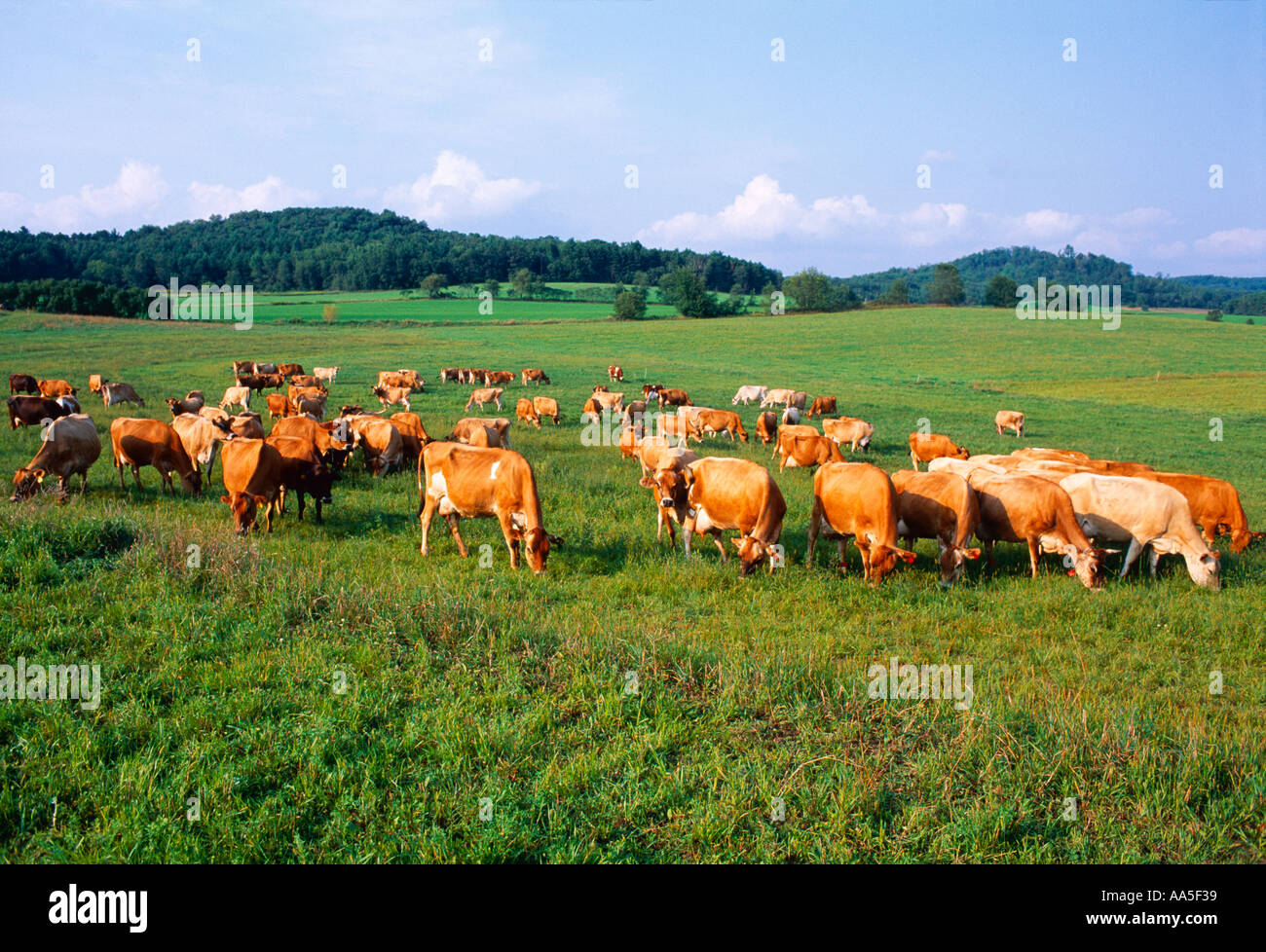 Livestock - A herd of Jersey dairy cows graze on a green pasture ...