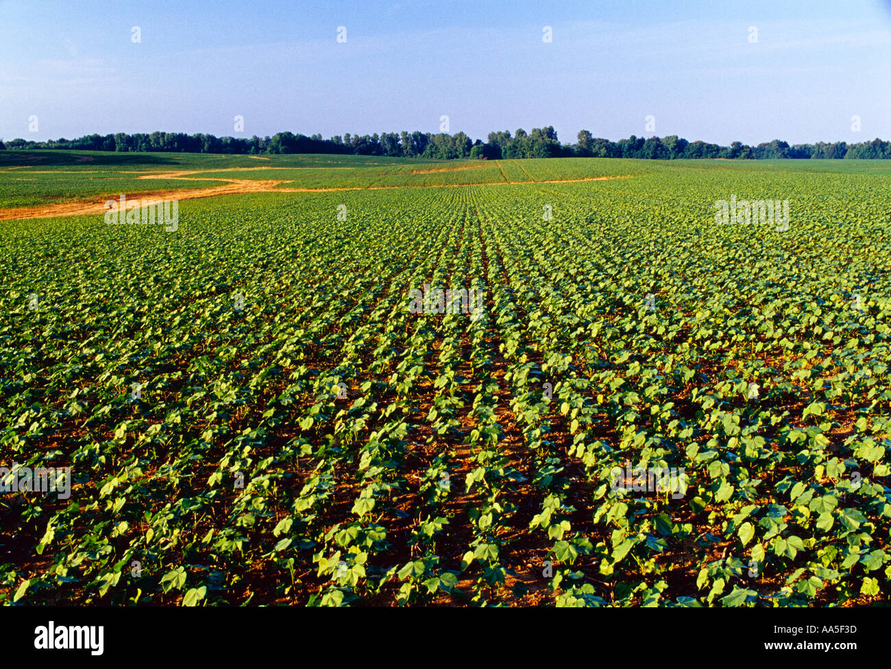 Agriculture - Large field of early growth ultra narrow row cotton planted with a grain drill in late afternoon light / Tennessee Stock Photo