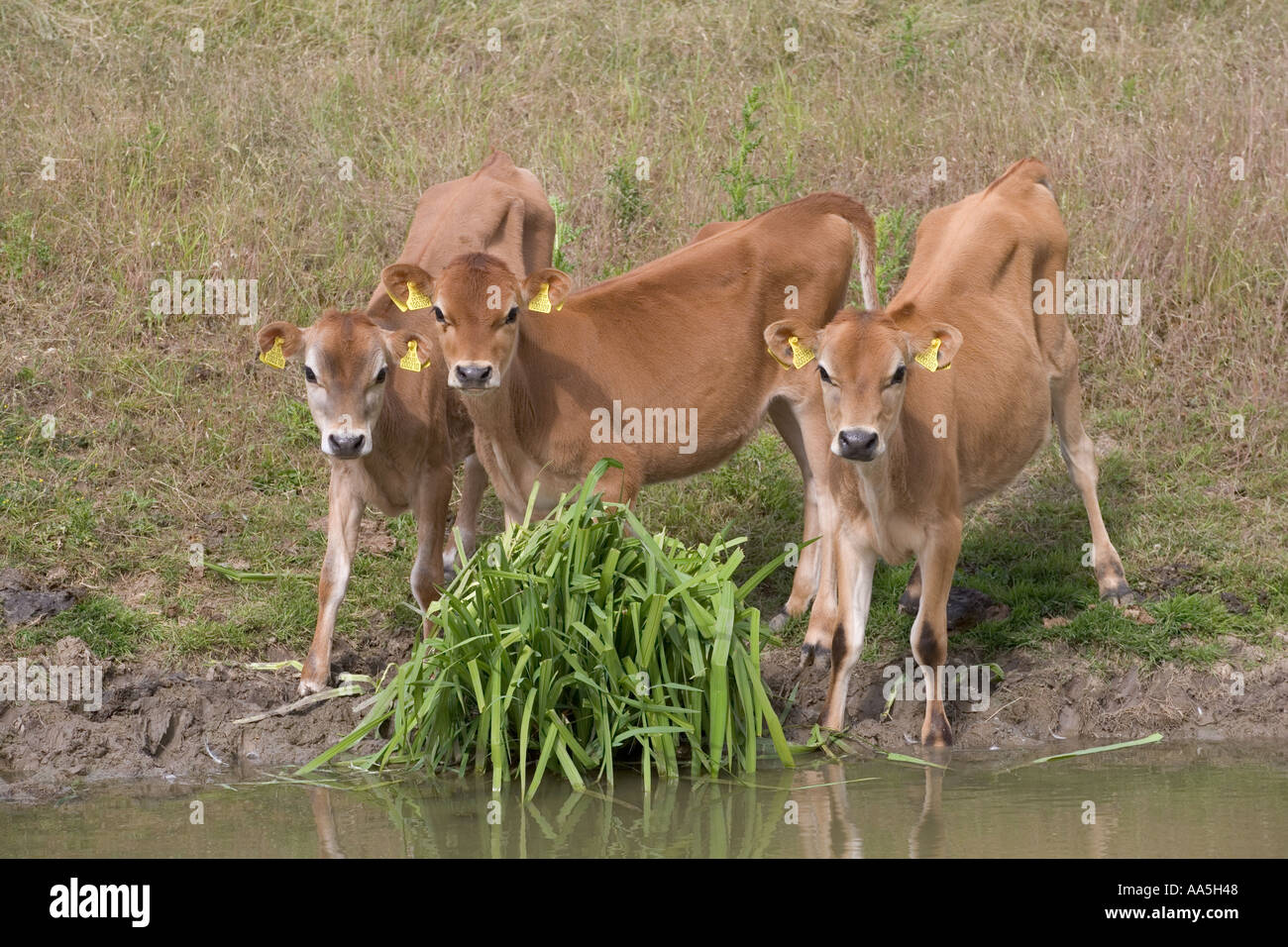 Jersey calves on a Hertfordshire dairy farm Stock Photo - Alamy