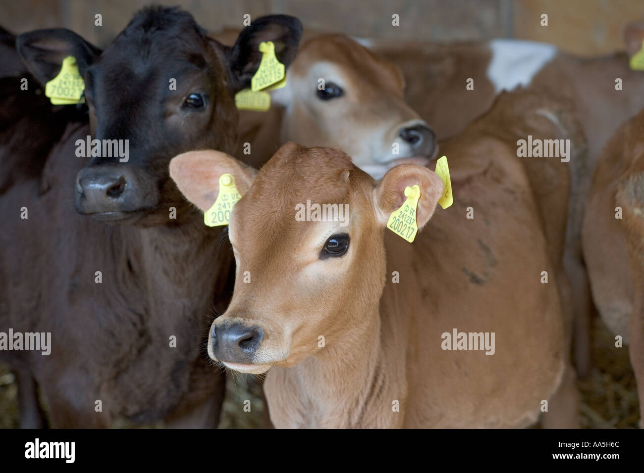 Jersey calves on a Hertfordshire dairy farm Stock Photo - Alamy
