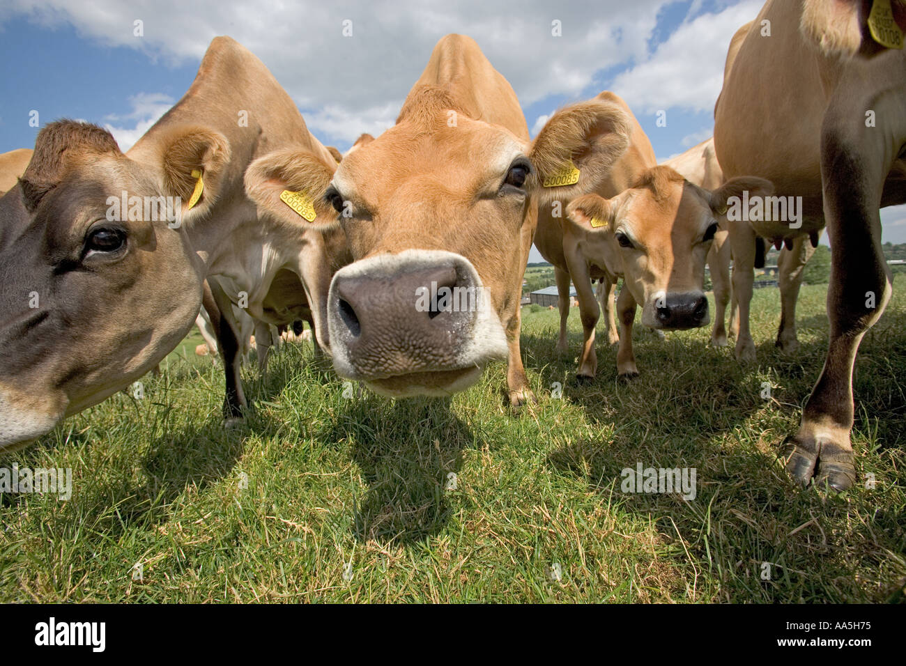 Jersey cow feeding calf hi-res stock photography and images - Alamy
