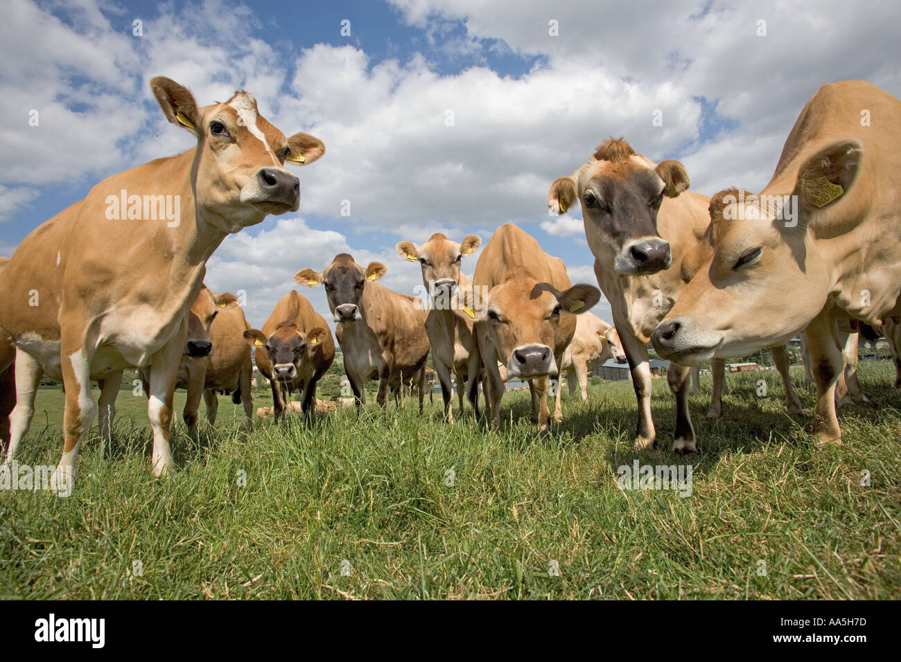 Female jersey cow hi-res stock photography and images - Alamy