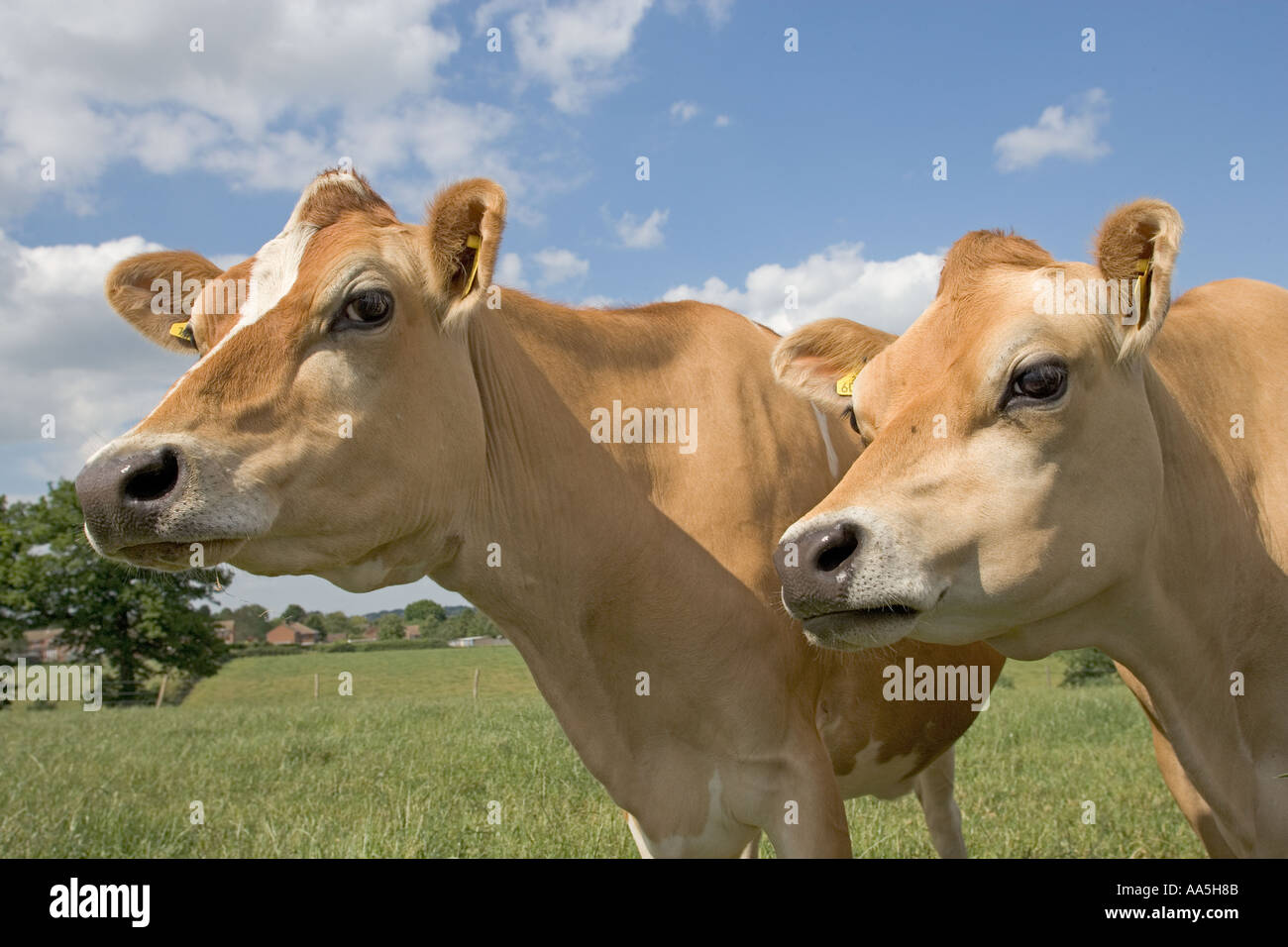 Jersey Cows Hertfordshire Stock Photo