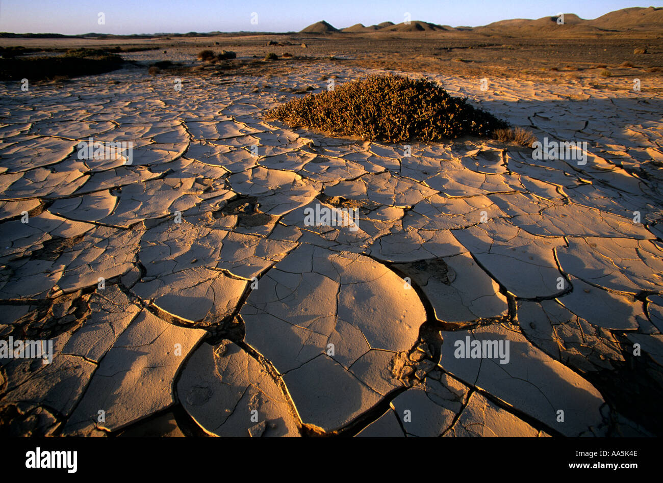 Detail of arid earth Stock Photo - Alamy