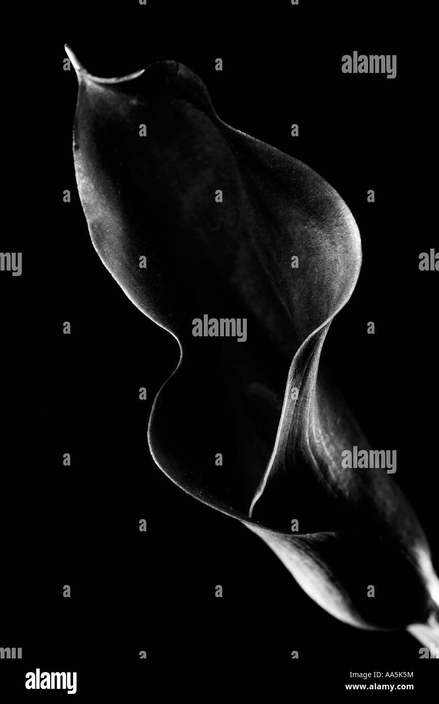 Black and white flower Black background Arum lily calla lily Stock Photo
