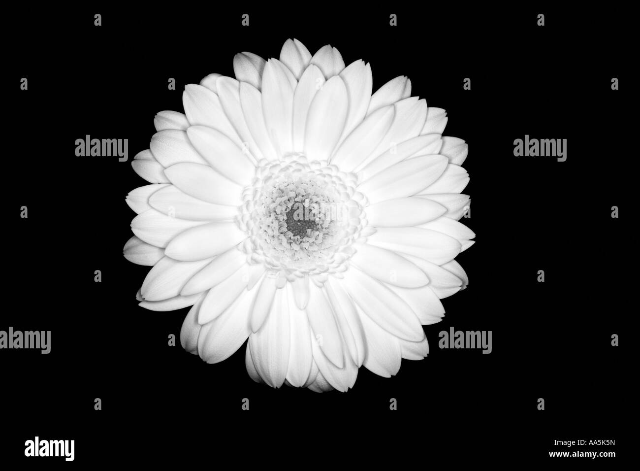Black and white flower Black background Gerbera Stock Photo