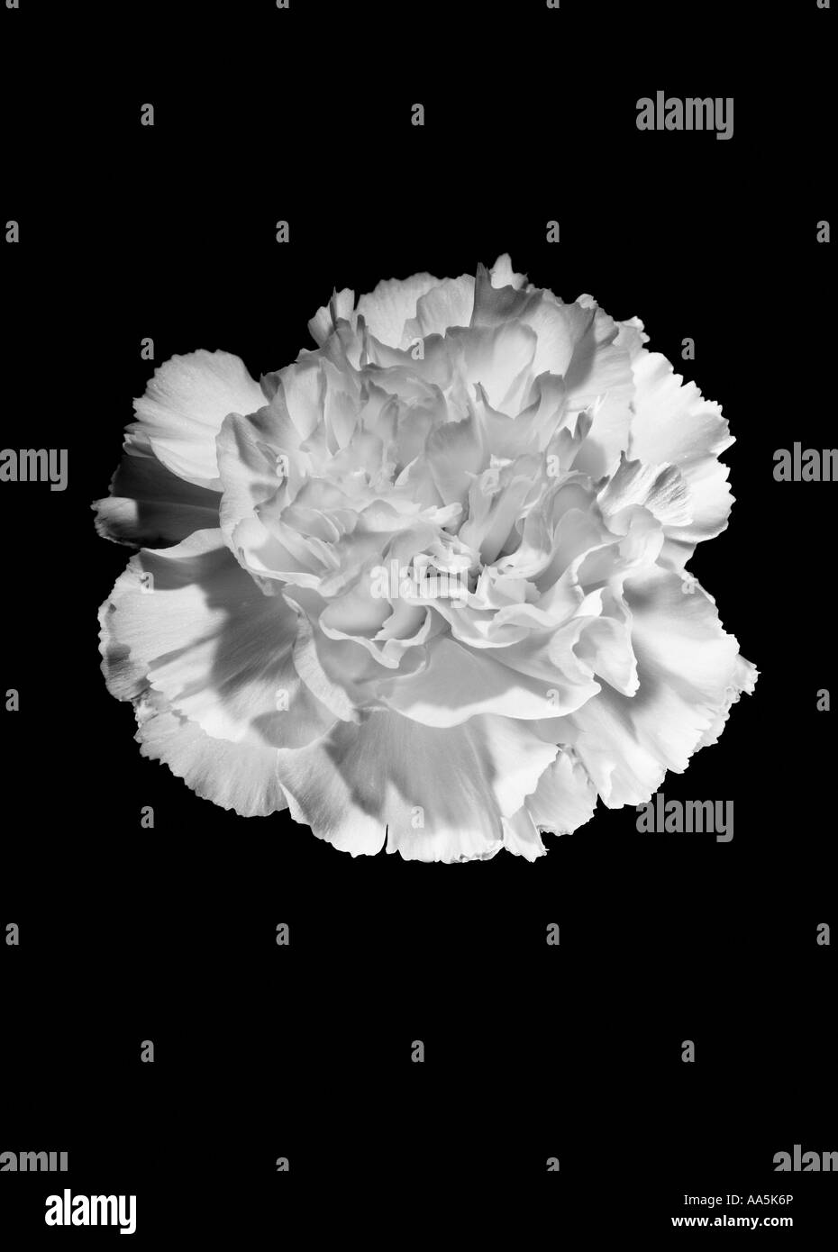 Black and white flower Black background Carnation Stock Photo - Alamy