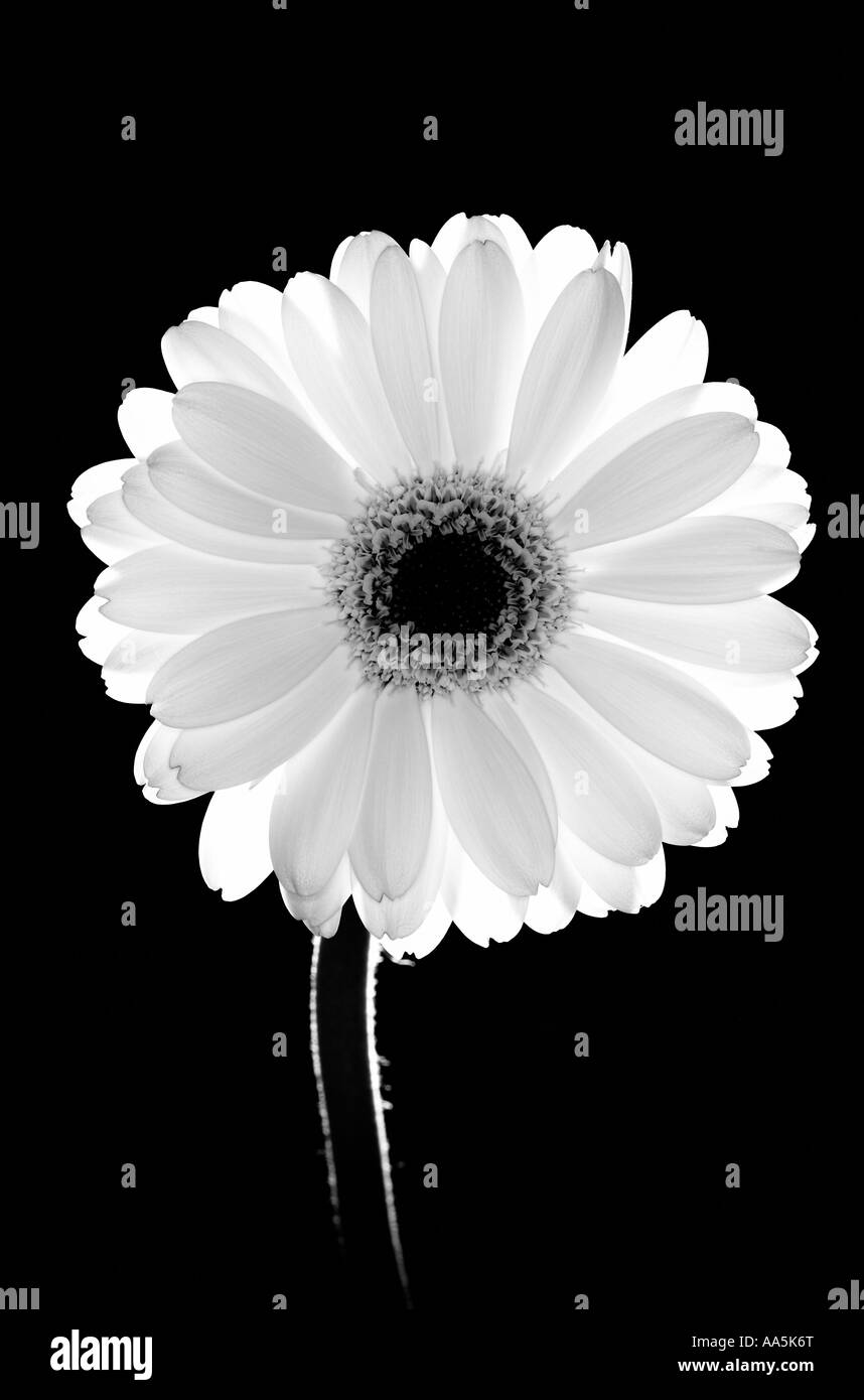 Black and white flower Black background Gerbera Stock Photo