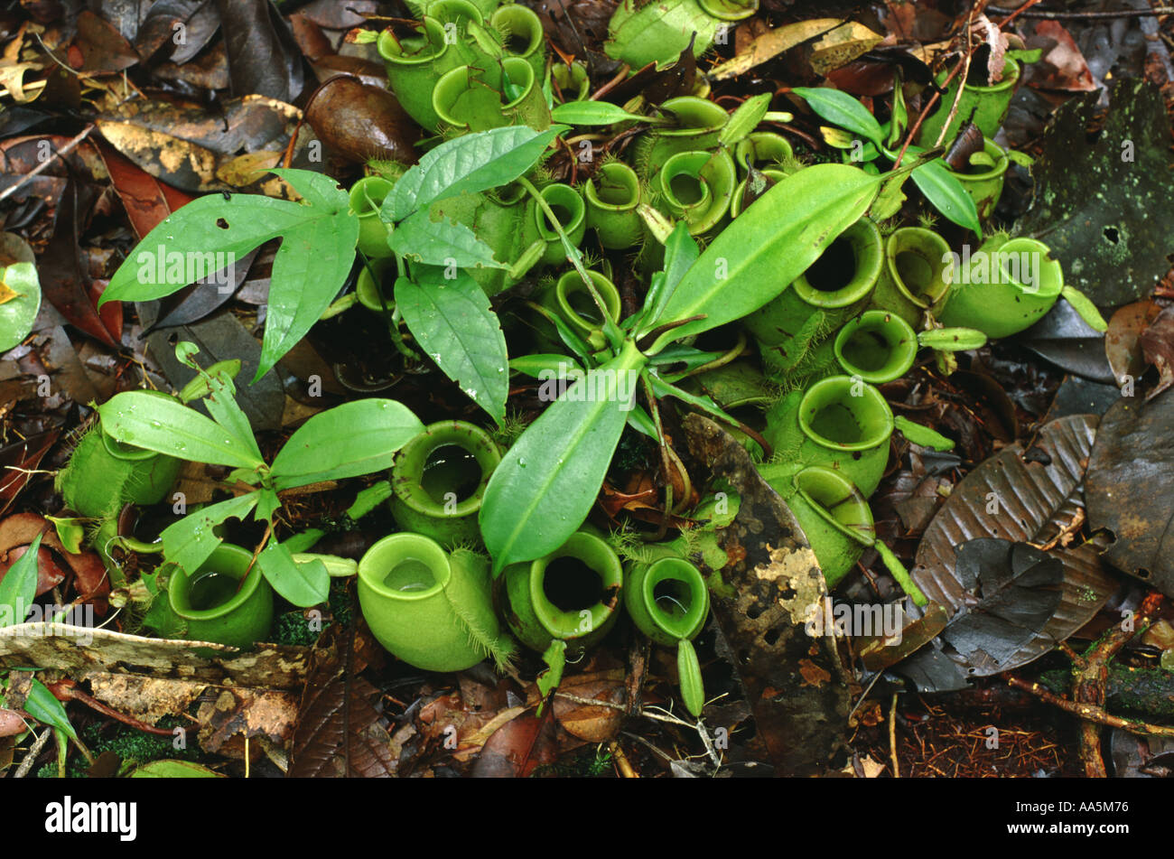Pitcher plants in rainforest Borneo Stock Photo Alamy