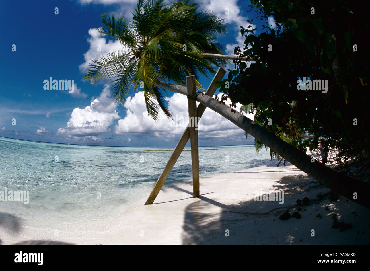 Supported by tree hi-res stock photography and images - Alamy
