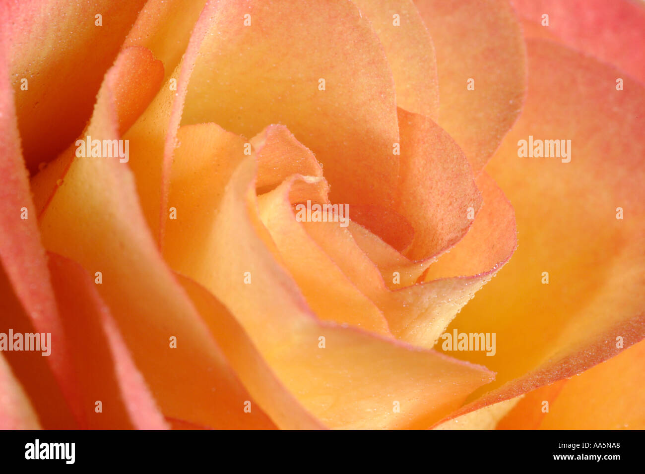Close up of orange yellow rose petal Stock Photo