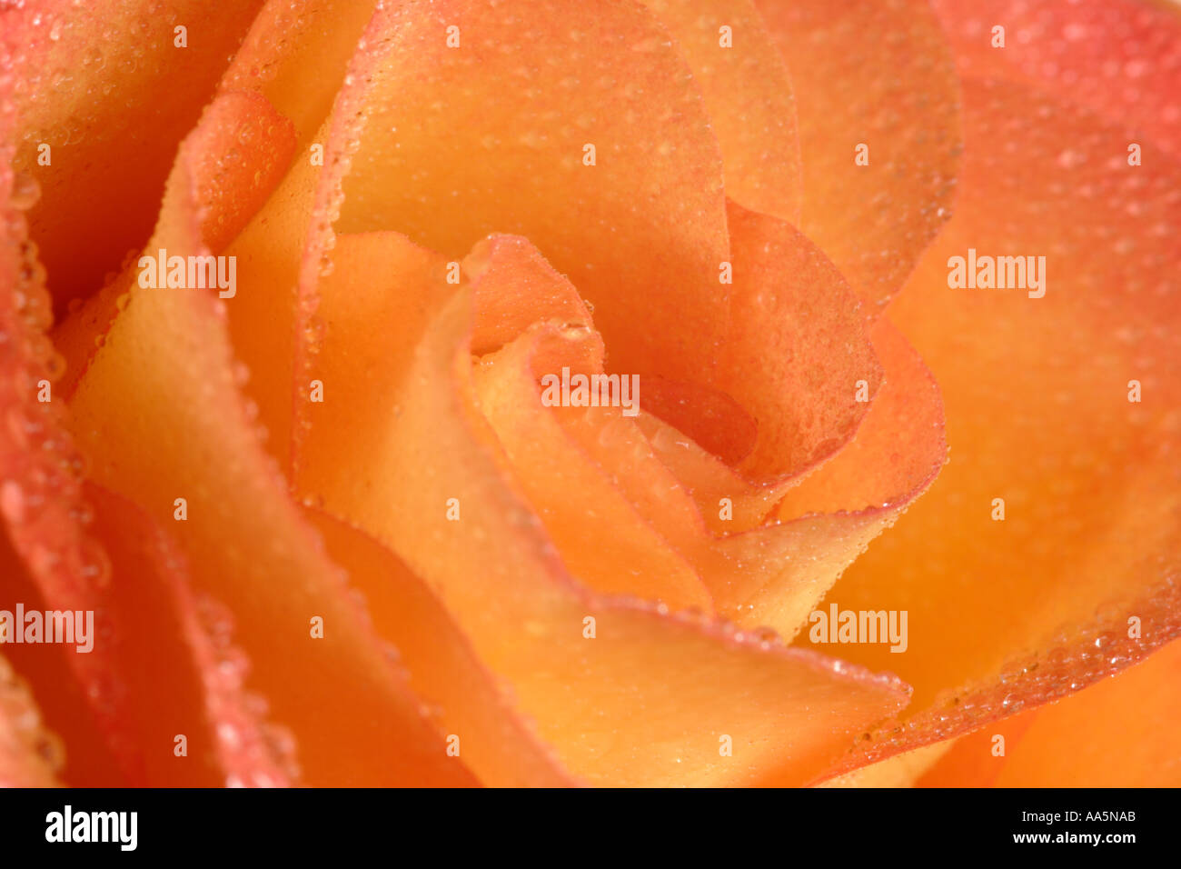 Close up of orange yellow rose with water drops Stock Photo