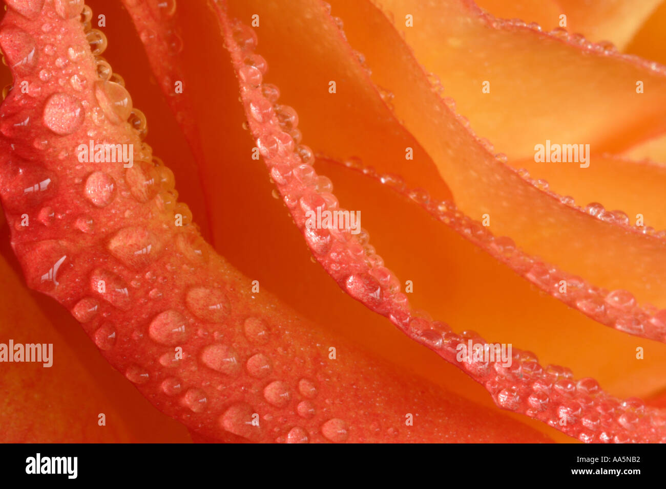 Close up of orange yellow rose water droplets Stock Photo
