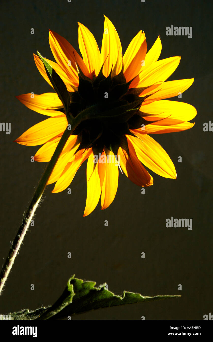 Backlit Sunflower Helianthus annuus Stock Photo