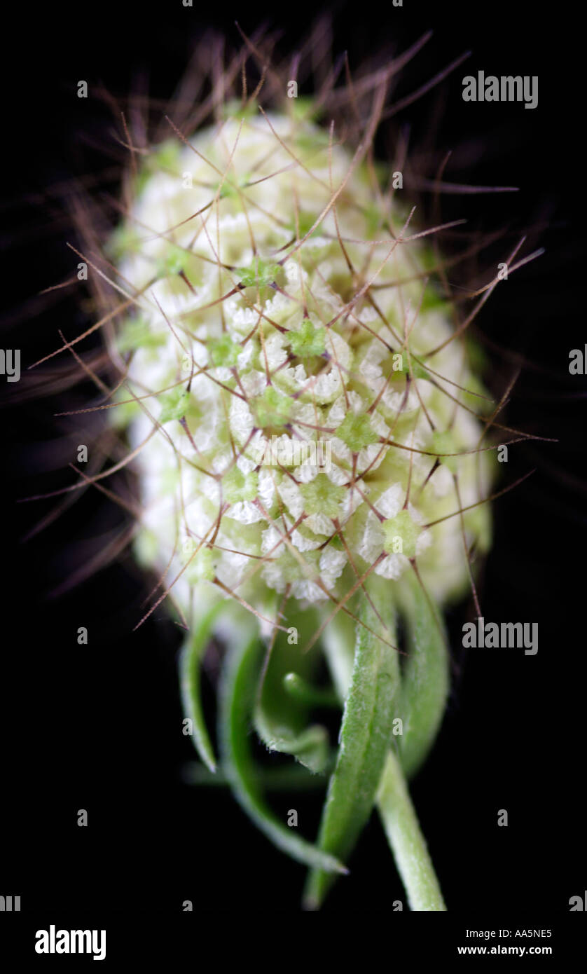 Seed head of Scabiosa Africana pincushion flower Stock Photo