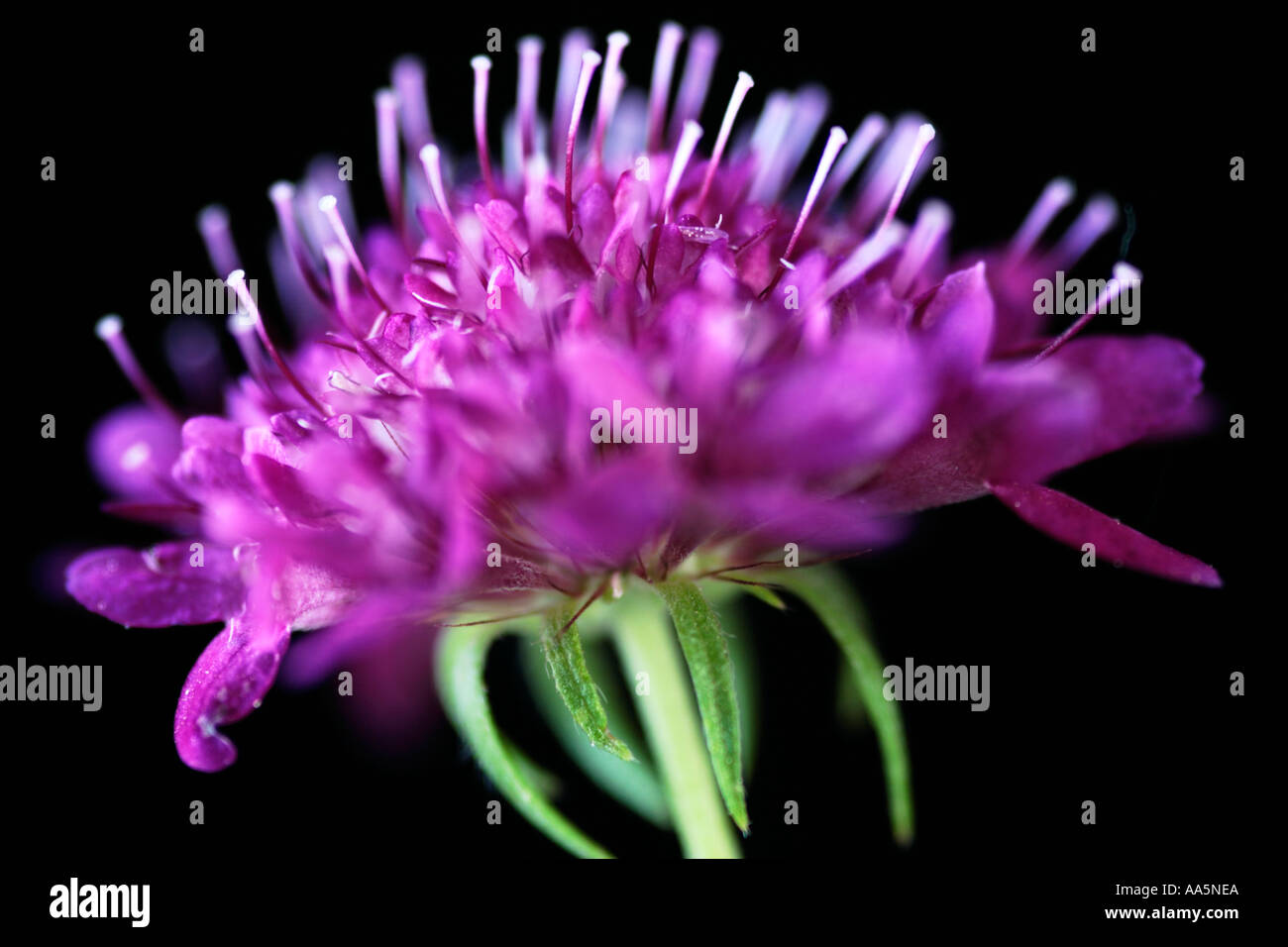 Purple Scabiosa Africana pincushion flower Stock Photo