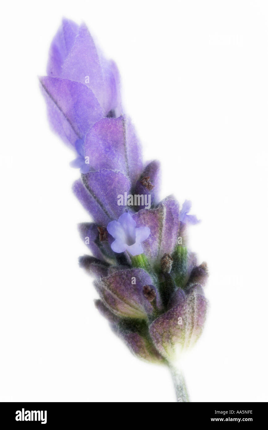 Cut Out English Lavender Stock Photo Alamy