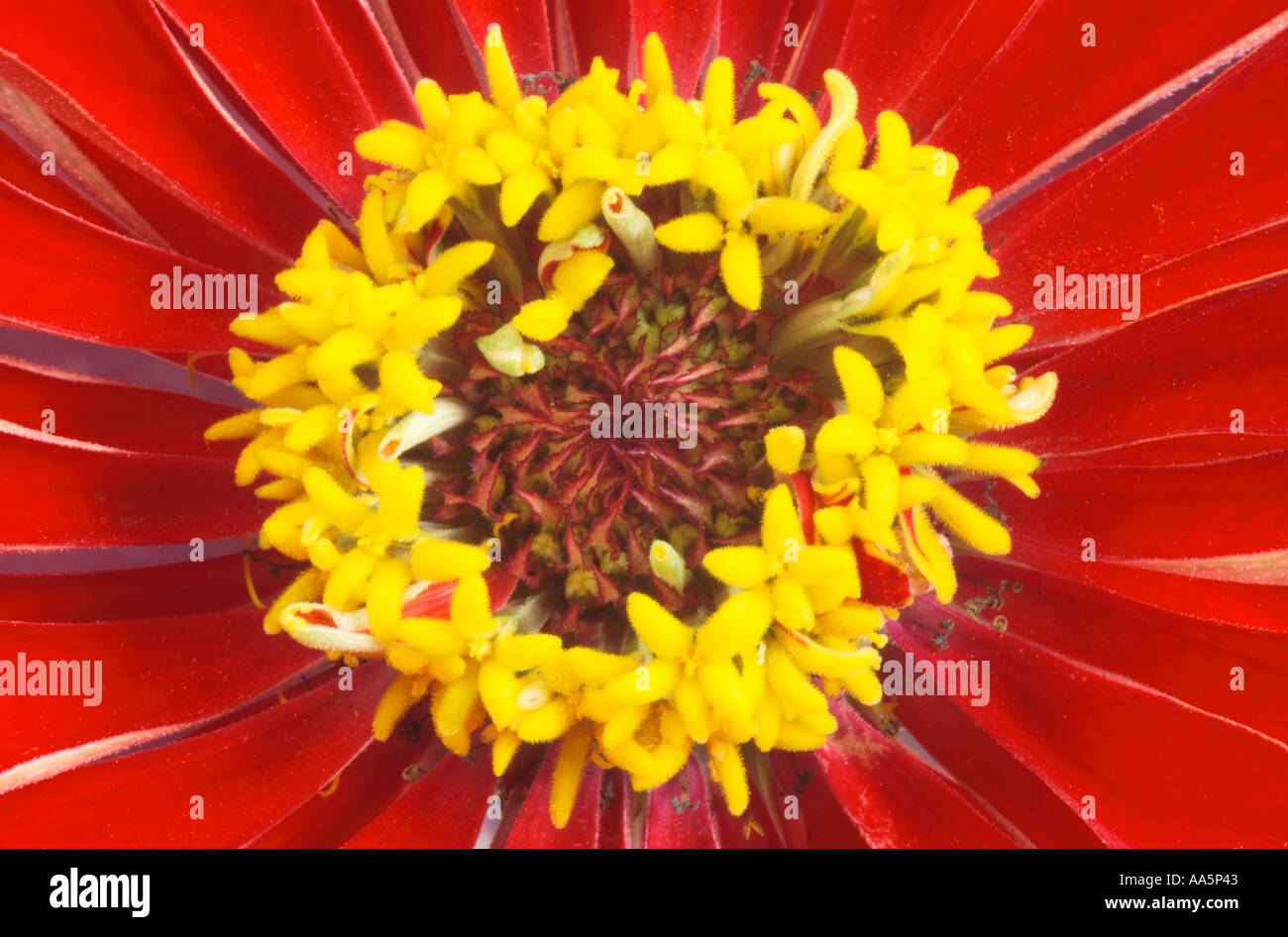 Close up of centre of red yellow Zinnia Elegans Flower Stock Photo