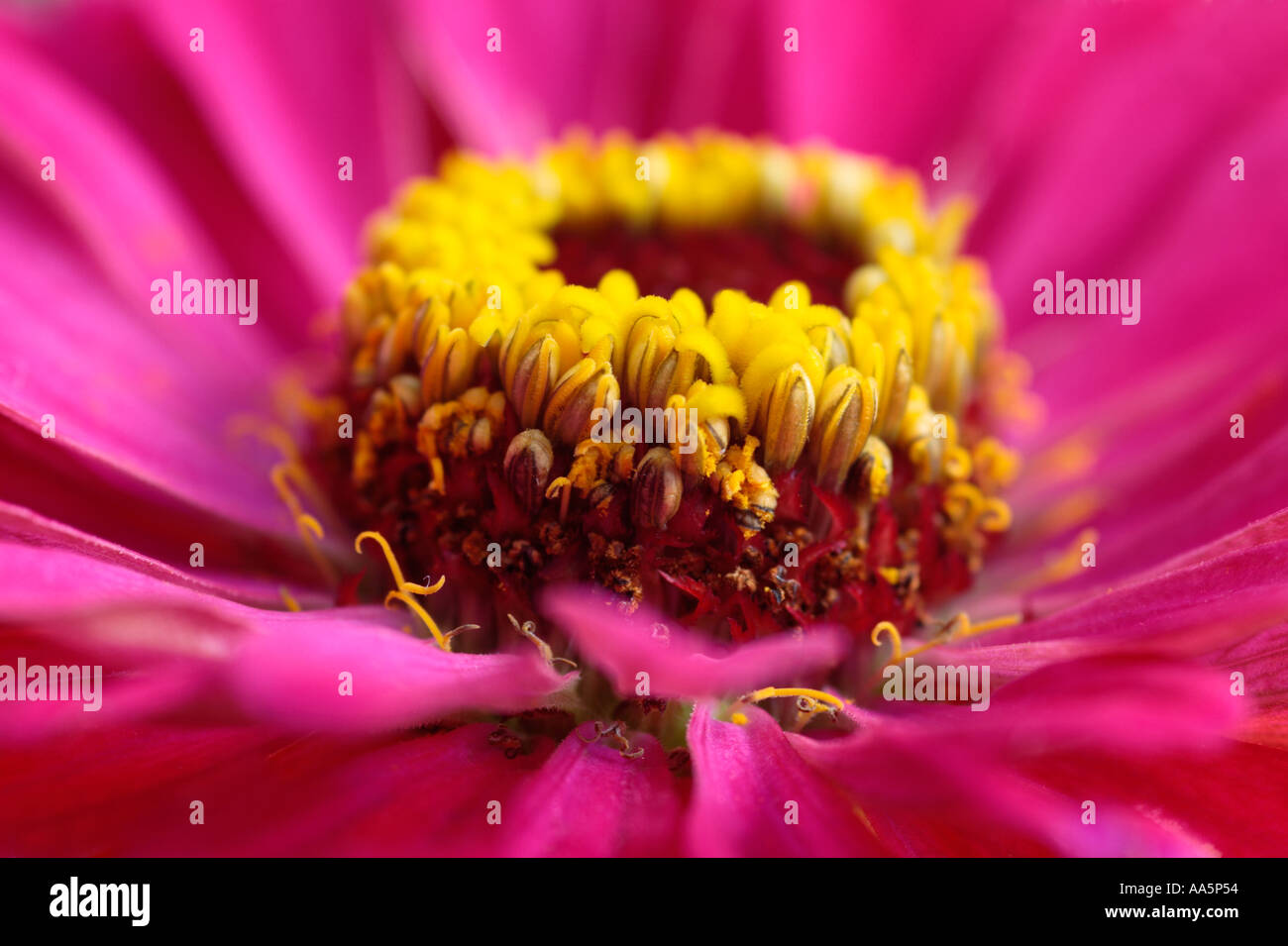 Centre of pink and yellow Zinnia Flower Stock Photo