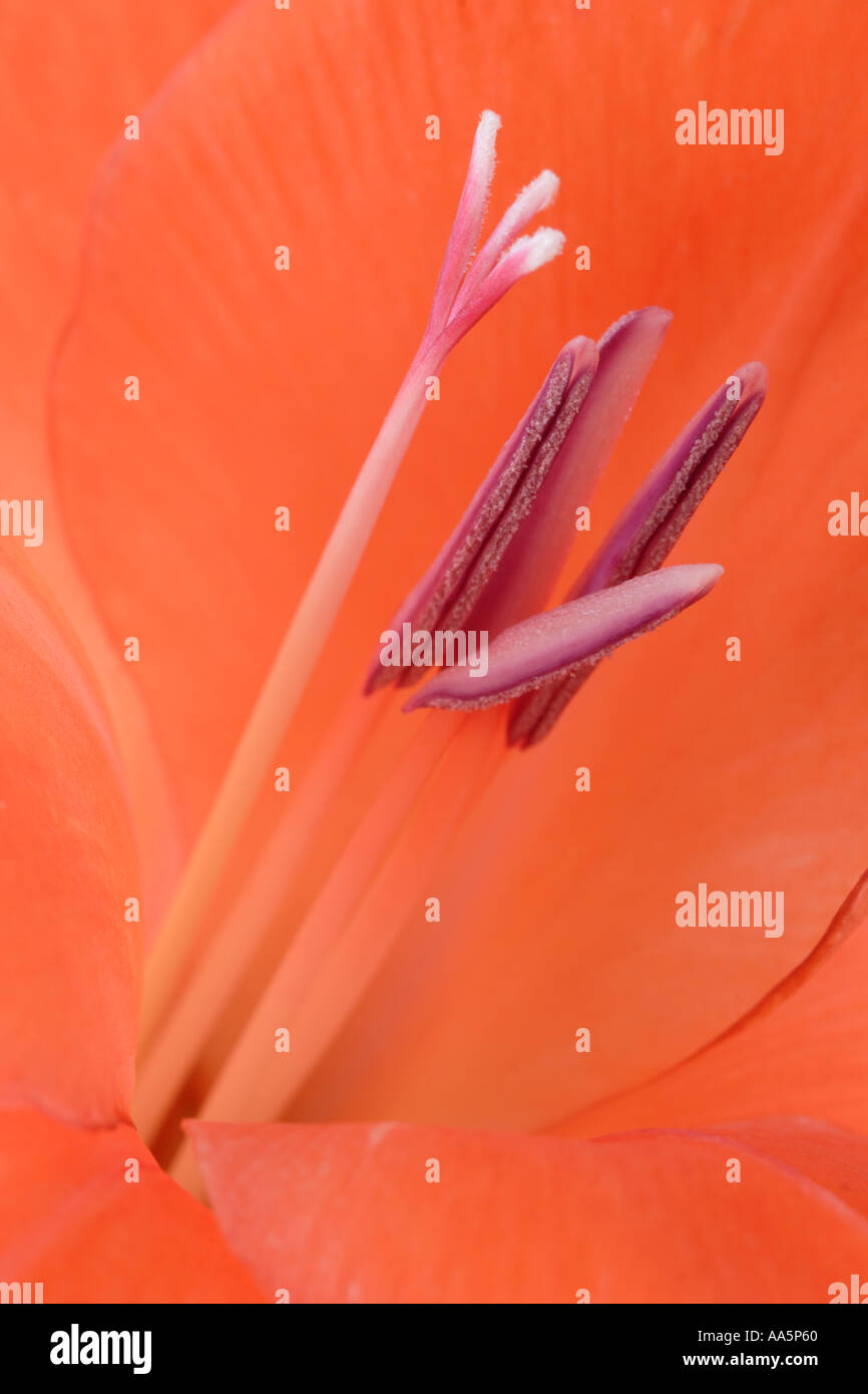Close up of stamens of orange purple red Gladiolus Flower Stock Photo
