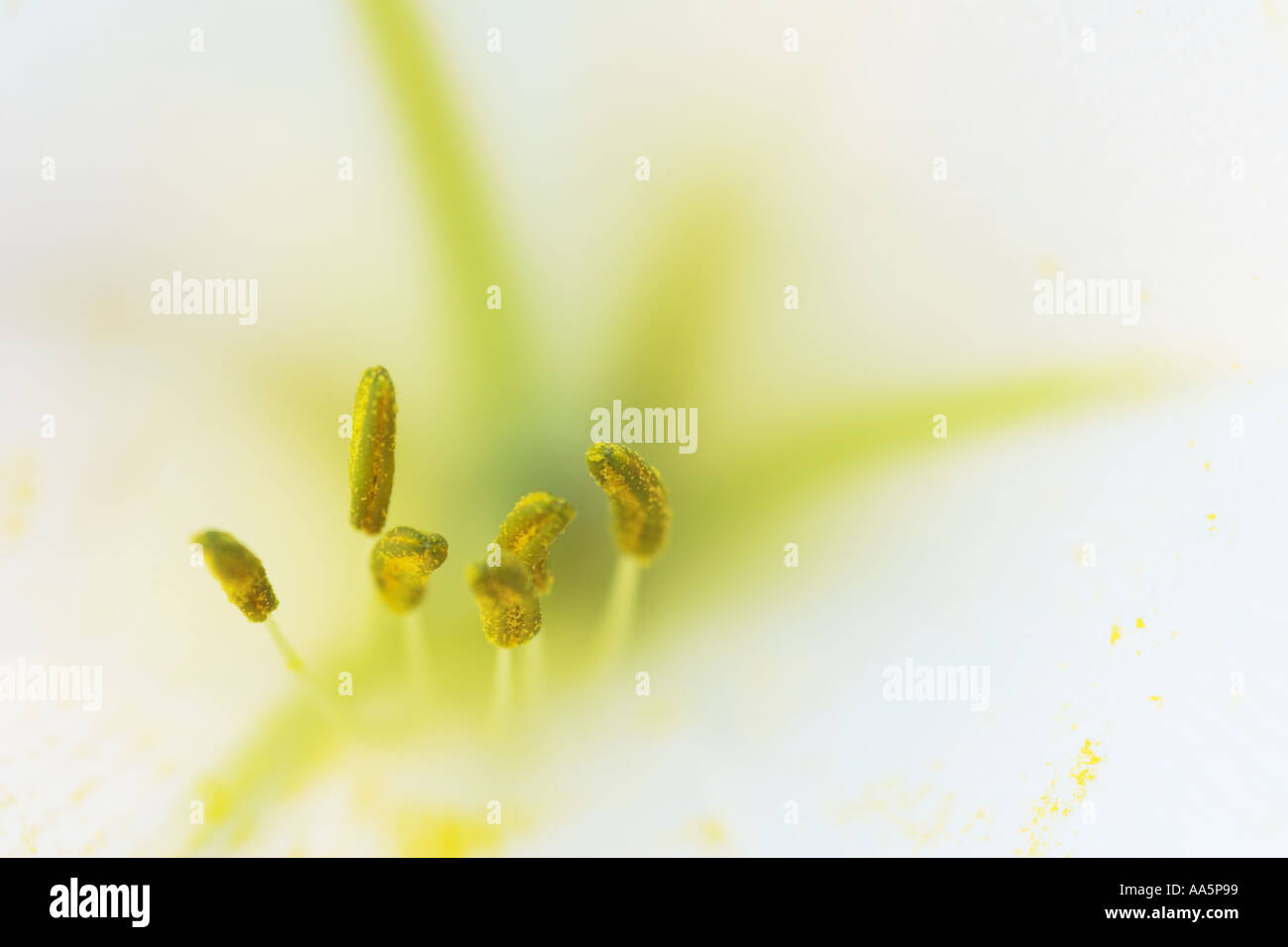 Close up of stamens of white Trumpet Lily Stock Photo