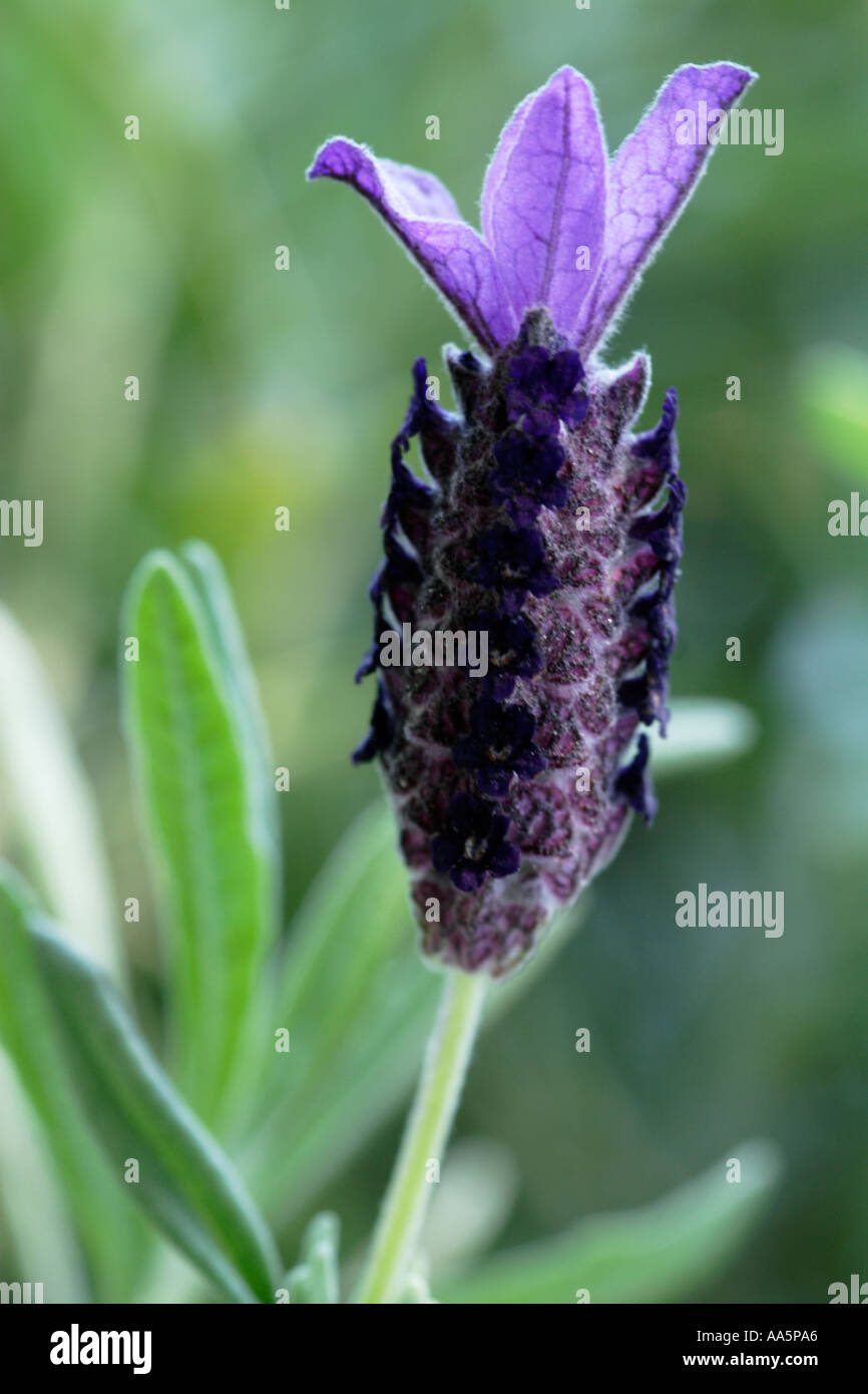 Single Stem of flowering Spanish Lavender Stock Photo