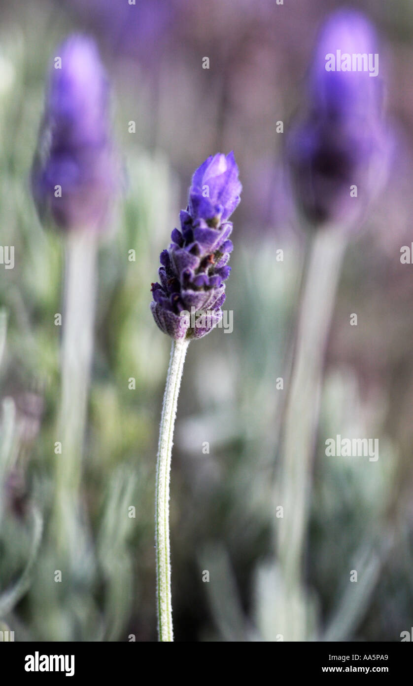 Single Stem of flowering English Lavender Stock Photo