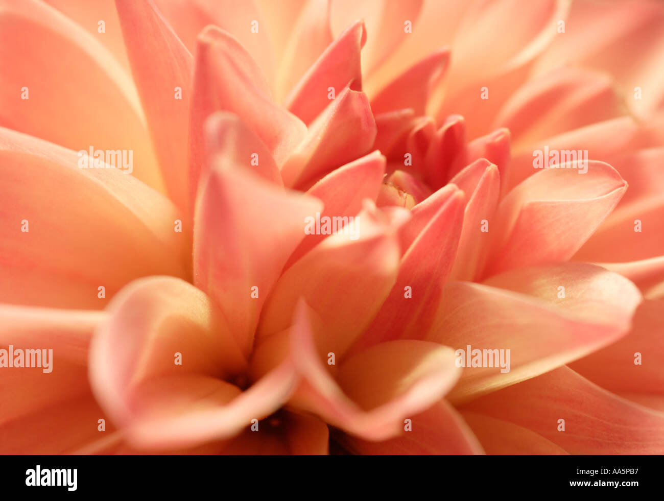 Close up of pink Dahlia flower Stock Photo