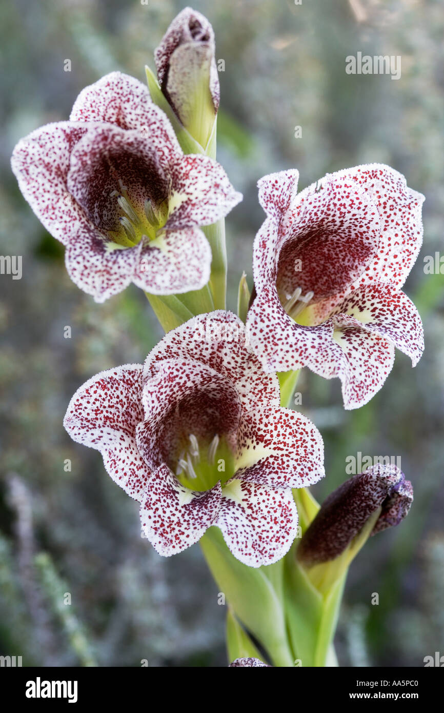 Flowering Gladiolus ecklonii Flower South Africa Stock Photo