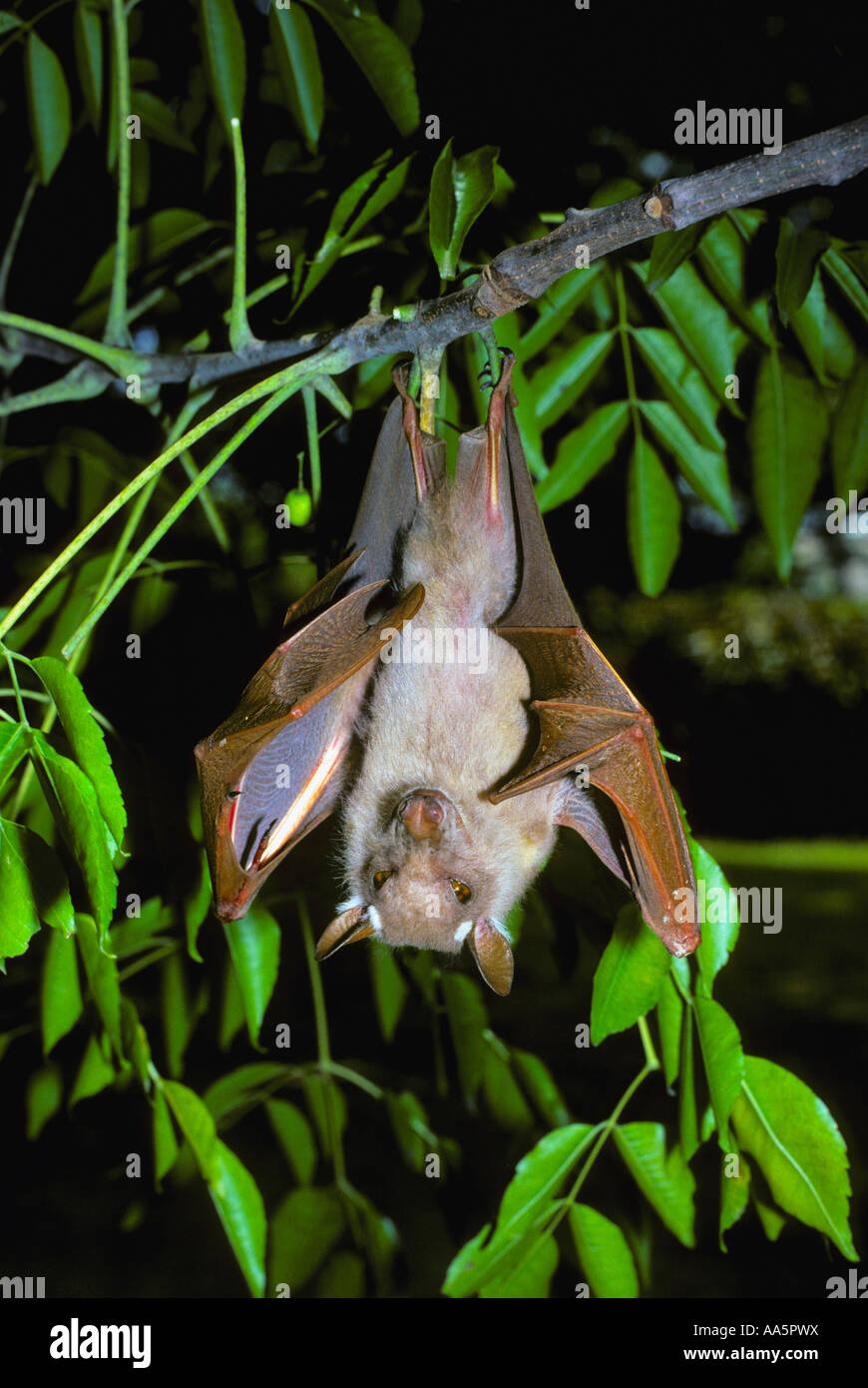Wahlberg's Epauletted fruit Bat (Epomophorus wahlbergi) Stock Photo