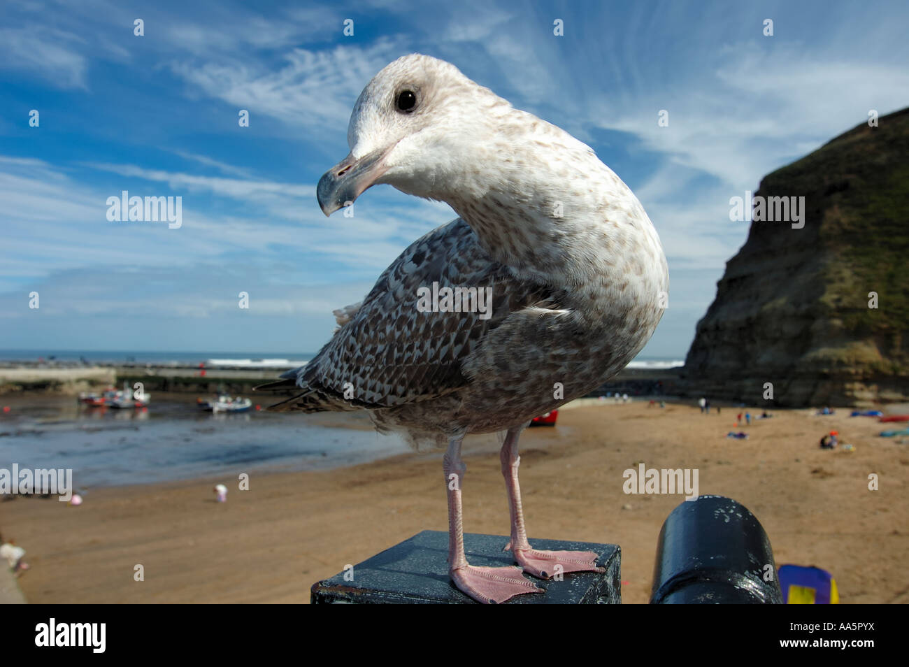 Juvenile herring gull Stock Photo Alamy