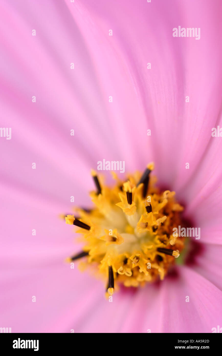 Close up of Cosmos Flower Stock Photo