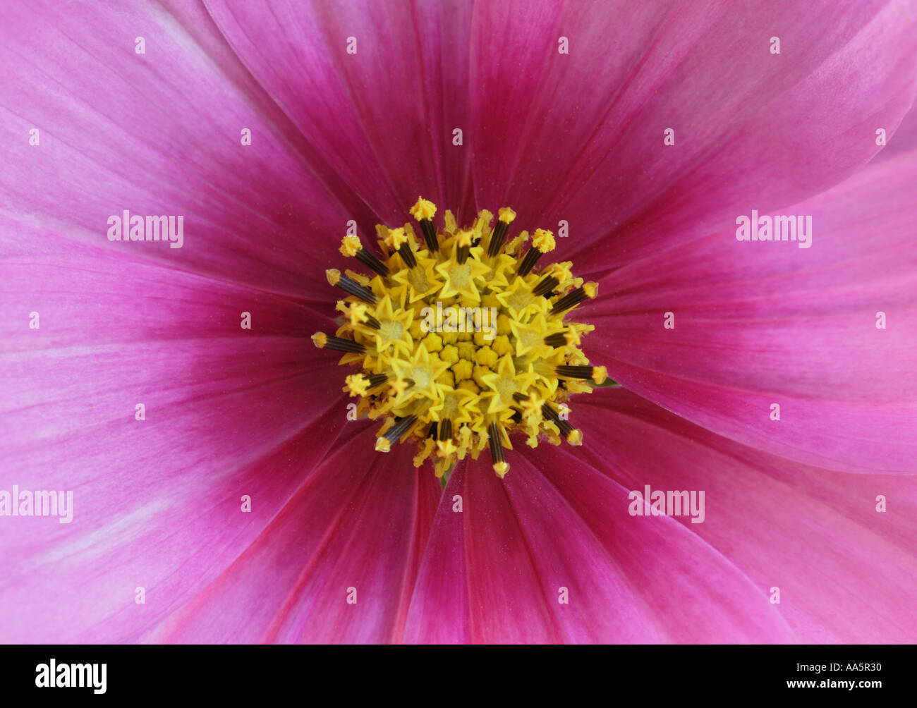 Close up of Cosmos Flower Stock Photo