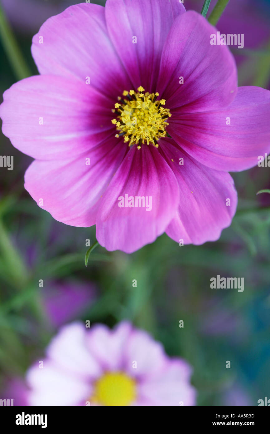 Mexican purple flower hi-res stock photography and images - Alamy