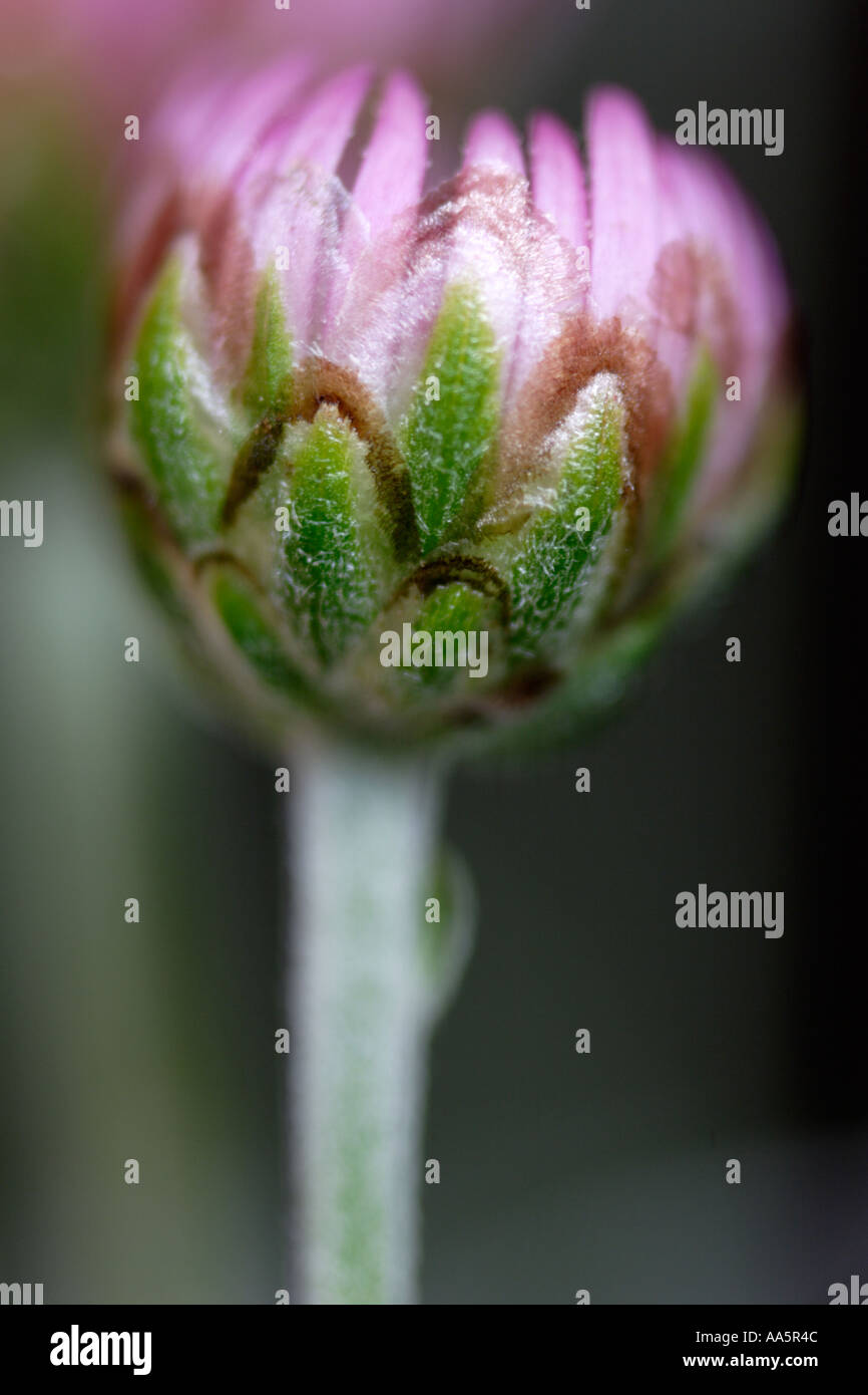 Chrysanthemum bud hi-res stock photography and images - Alamy