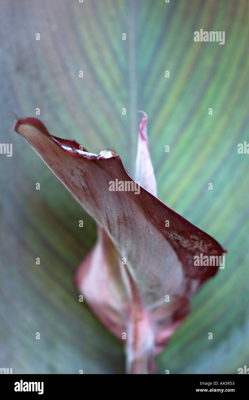 Close up of bud leaf of Canna flower Stock Photo