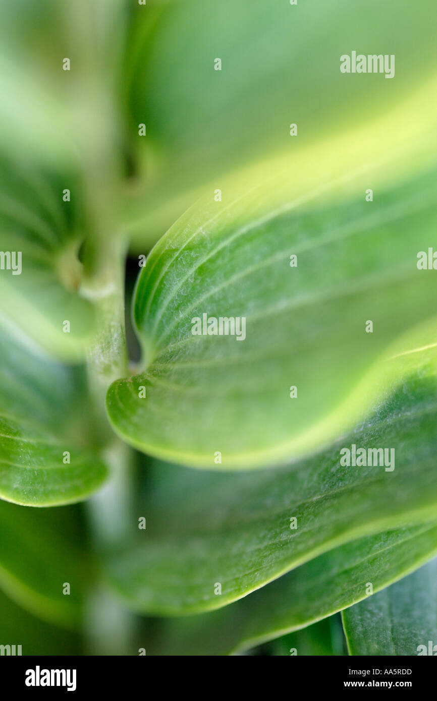 Green flower veins hi-res stock photography and images - Alamy