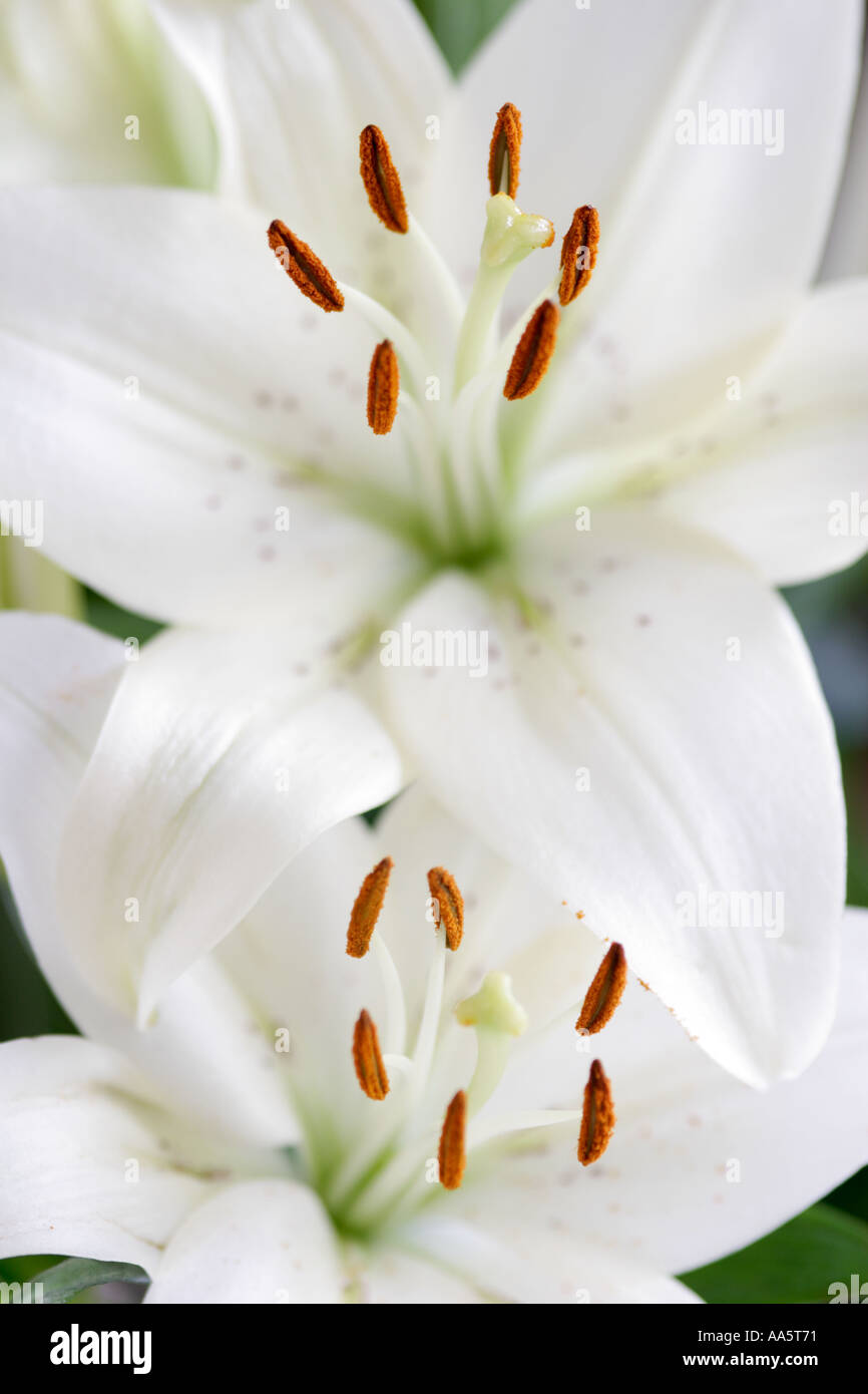 Close up of two pure White Lilies Lily Stock Photo