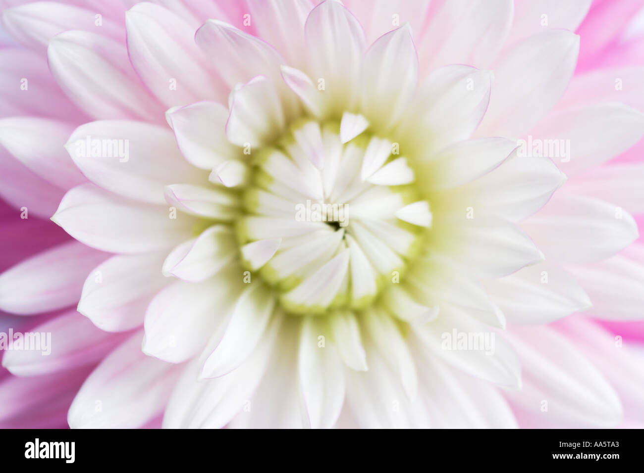 Intimate Close up of centre of white pink Dahlia Flower Stock Photo
