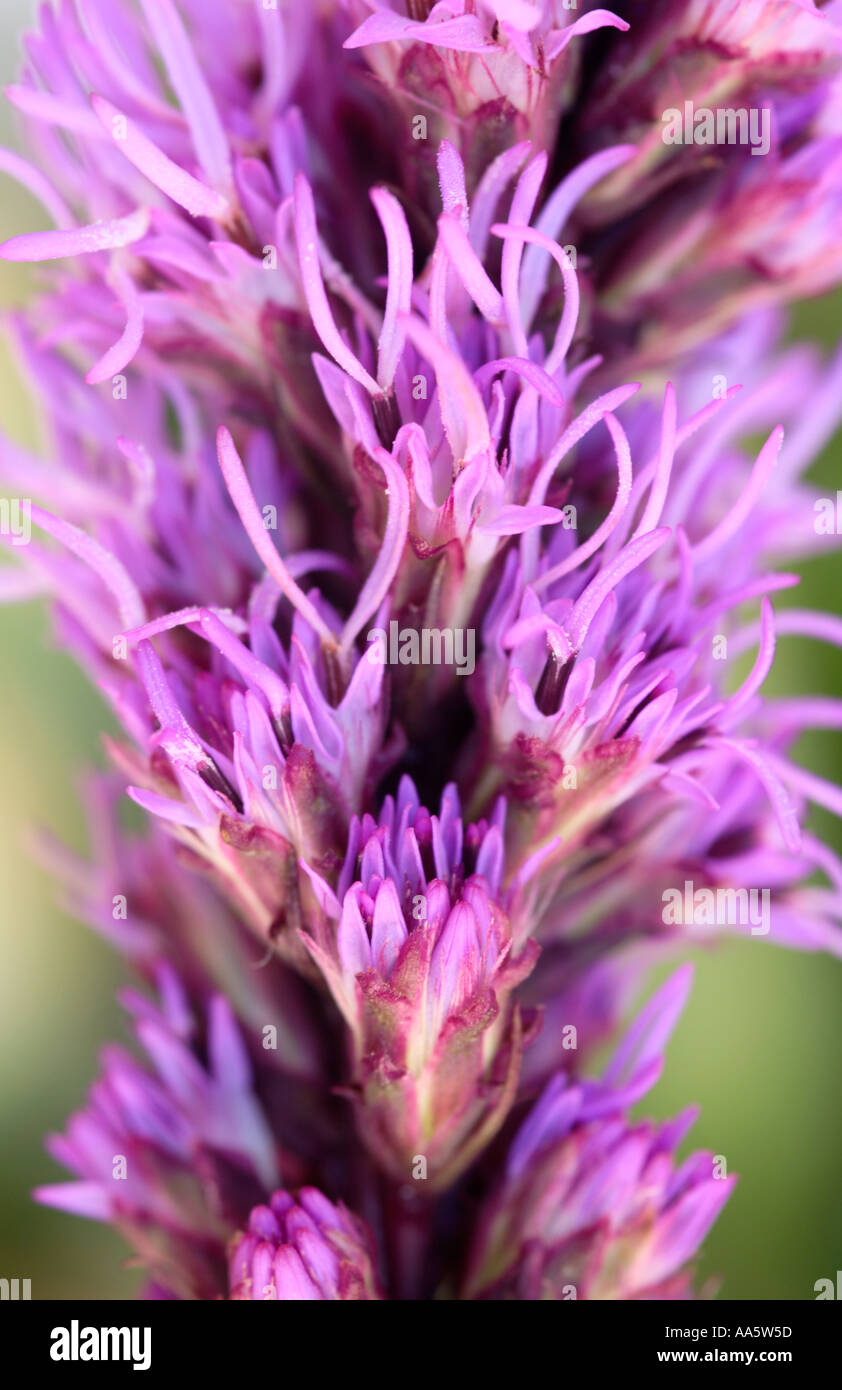 Close up of purple blazing stars Liatris spicata Flower Stock Photo
