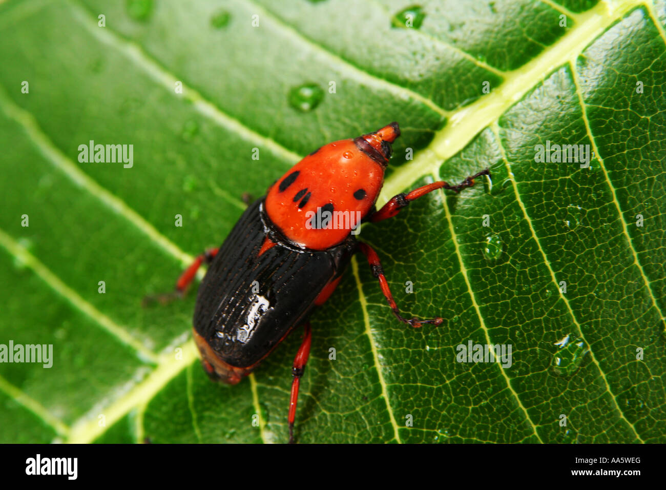 Large Orange And Black Beetle On Green Leaf Thailand Stock Photo Alamy
