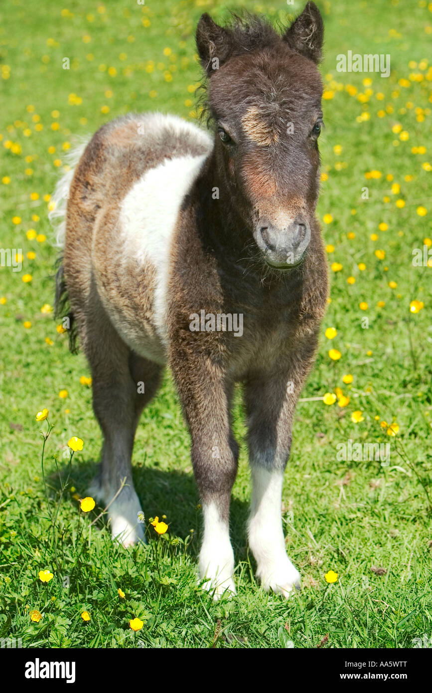 A miniature pony in a field of yellow buttercups with the background thrown out of focus Stock Photo