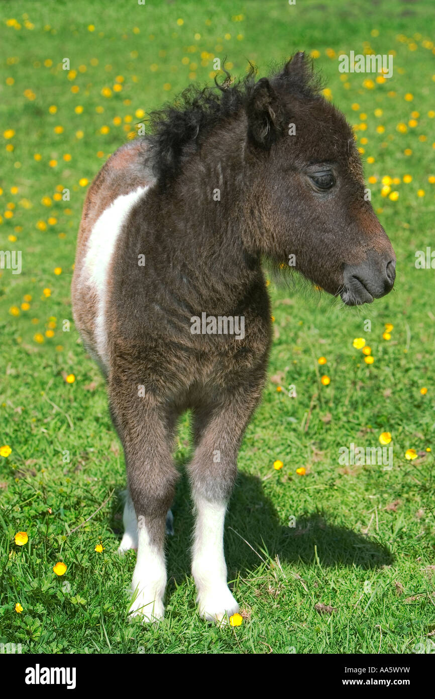 A miniature foal in a field of yellow buttercups with the background thrown out of focus Stock Photo