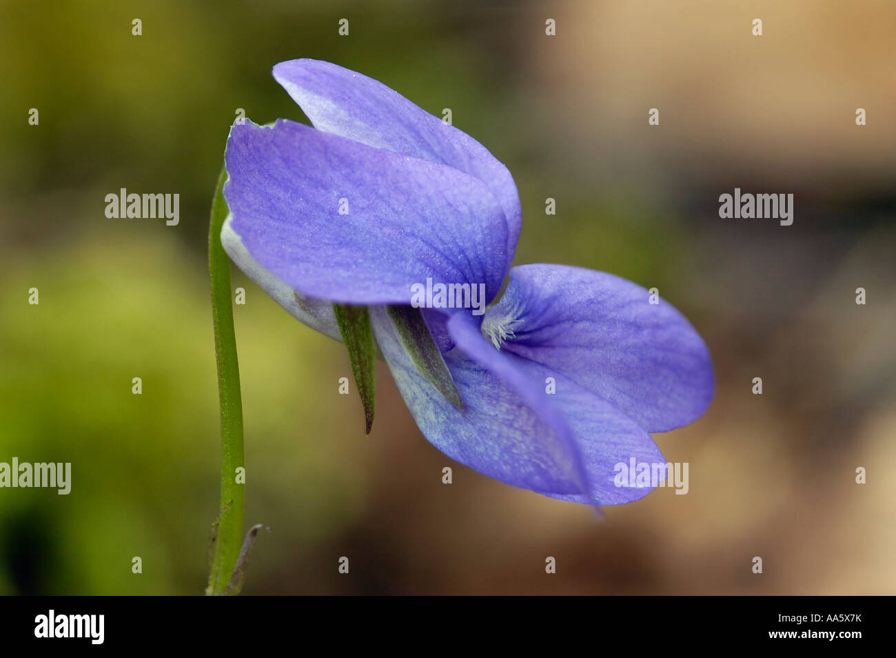 Viola Rivinian Bright close up common hi-res stock photography and images - Alamy