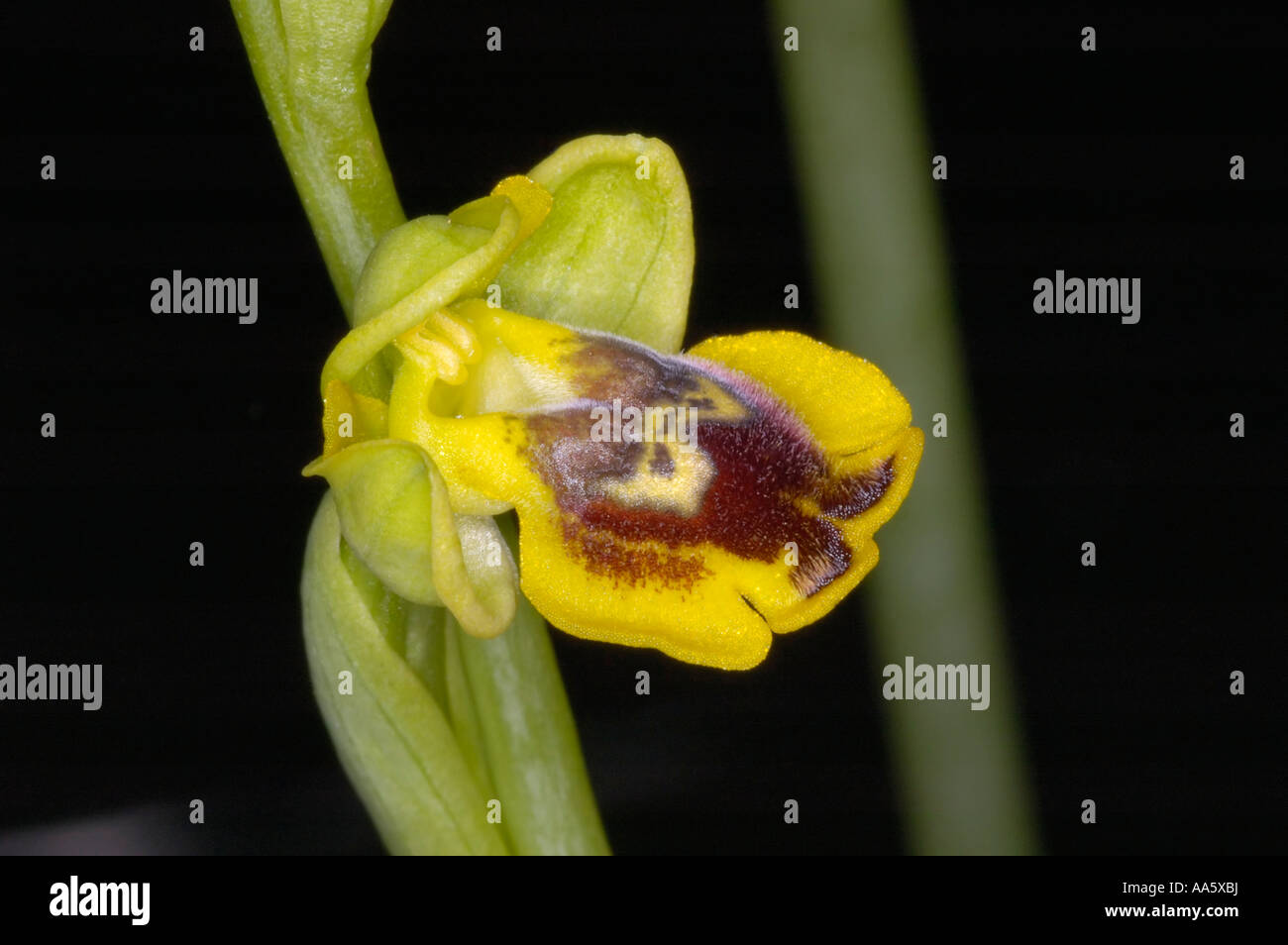 Ophrys sicula Stock Photo