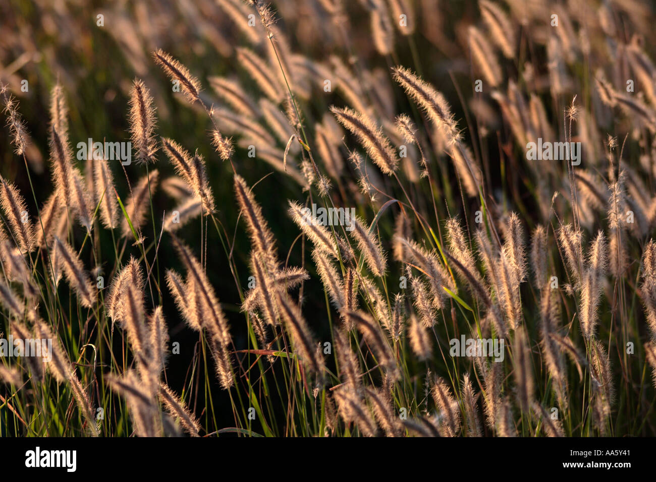 Foxtail Blue Buffel Grass cenchrus ciliaris Stock Photo