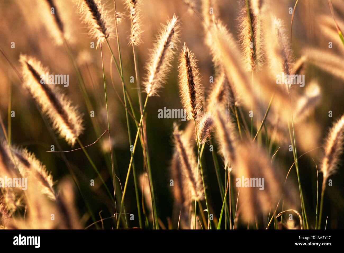 Evening sunlight through Foxtail Blue Buffel Grass Stock Photo