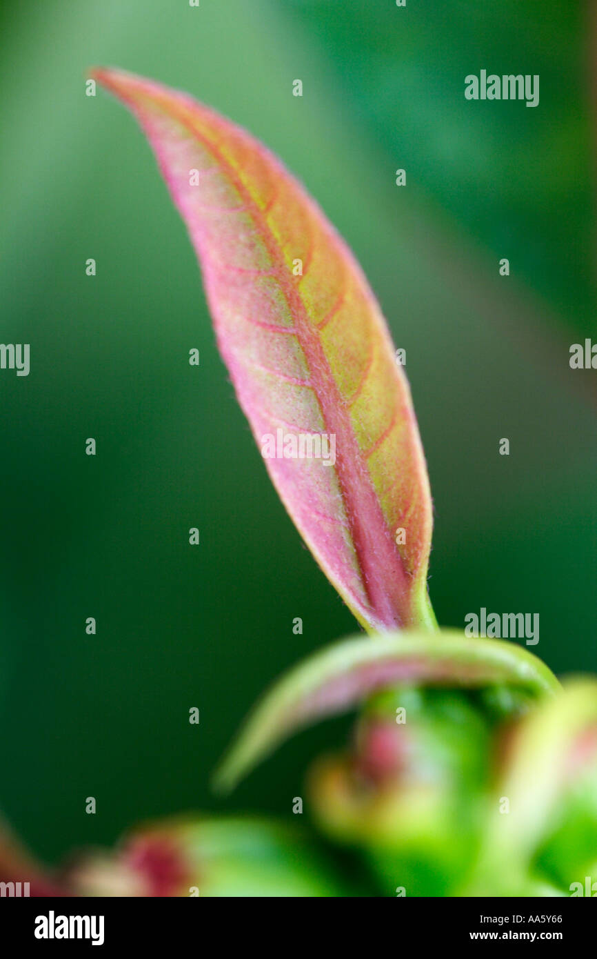 Lush close up red hi-res stock photography and images - Alamy