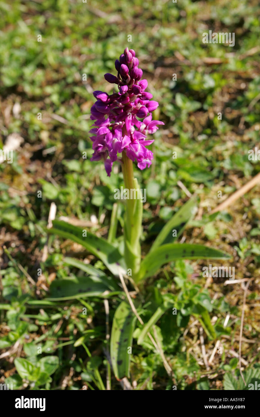 Rare bright pink wild orchid flower with dark spotted leaves growing in