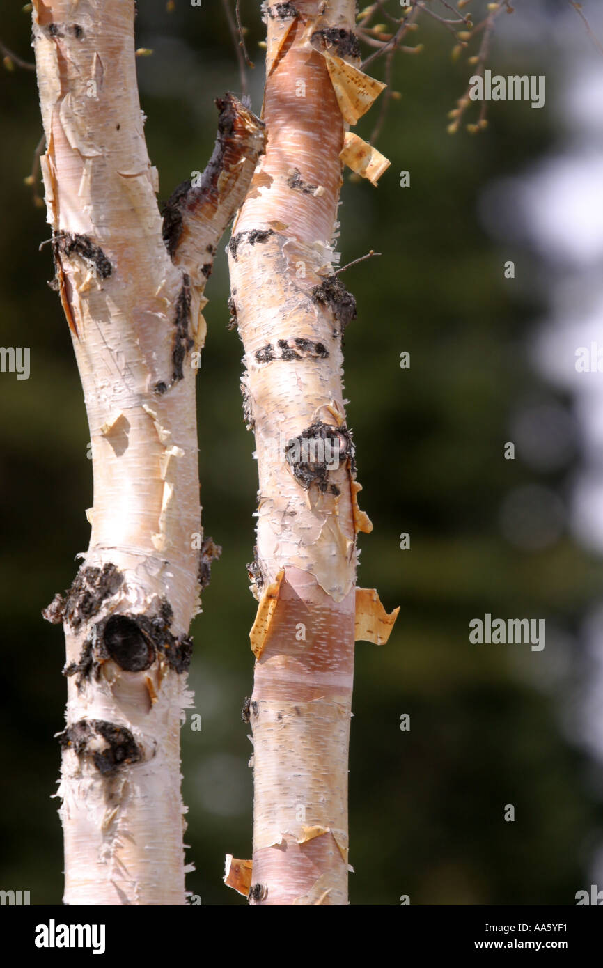 Birch trees Stock Photo